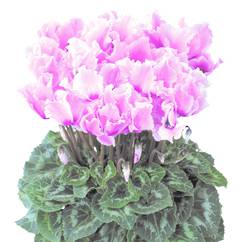 Cyclamen Curly Light Rose&Flame 15cm