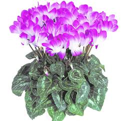 Cyclamen Indiaka Bright Purple 13cm