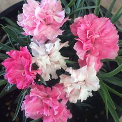 Dianthus Elegance Baby Pink14cm