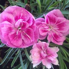 Dianthus Elegance Pink Ripple