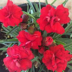 Dianthus Elegance Red 14cm