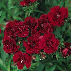Dianthus Marvel Red 14cm