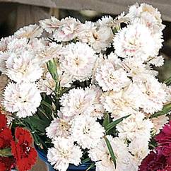 Dianthus Marvel White Blush 14cm