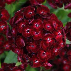 Dianthus Merlin Crimson 14cm