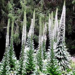 Echium Tall Pininana White 14cm