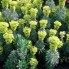Euphorbia Wulfenii 14cm