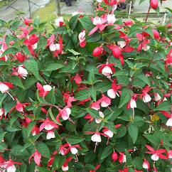 Fuchsia Swing Red & White14cm