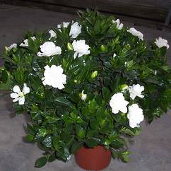 Gardenia Veitchii 14cm