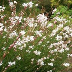 Gaura Whirling Butterfly White 14cm