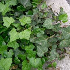 Hedera Helix English Ivy 10cm