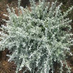 Helichrysum Silver Mist 14cm