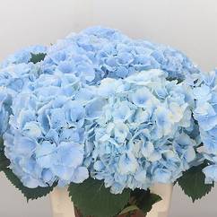 Hydrangea Beauty Sky Blue 19cm