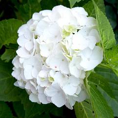 Hydrangea Beauty White 19cm