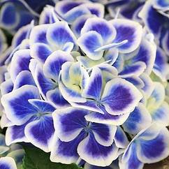 Hydrangea Blue Bicolour 14cm