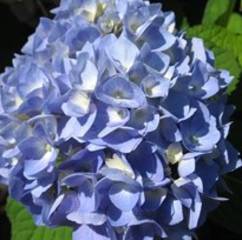 Hydrangea Satin Blue 19cm