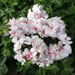 Ivy Geranium Double Pink 14cm