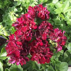 Ivy Geranium Mary's Red 14cm