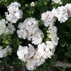 Ivy Geranium Semi-Double White 14cm