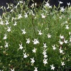 Laurentia White Stars 14cm
