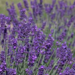 Lavender Hidcote 12cm