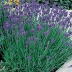 Lavender English Munstead 12cm