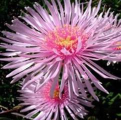 Mesembryanthemum Pink Ice 14cm