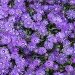 Mesembryanthemum Purple 14cm