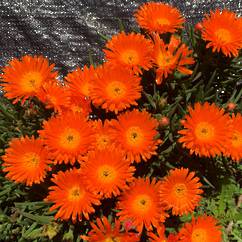 Mesembryanthemum Orange 14cm
