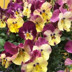 Pansy Cool Wave Strawberry 12cm