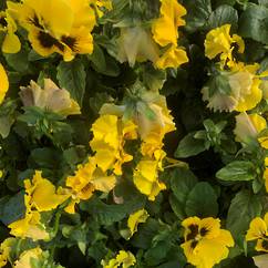 Pansy Frizzle Sizzle Yellow 12cm