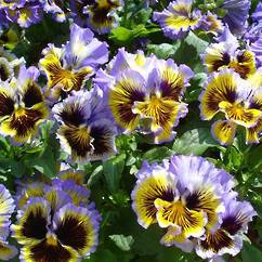 Pansy Frizzle Sizzle Yellow Blue Swirl 12cm