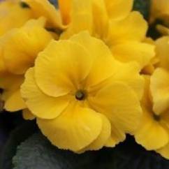Primrose Novelty Citro Yellow 12cm