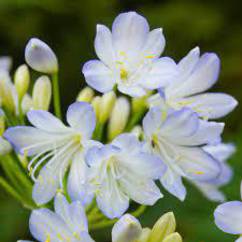 Agapanthus Silver Baby 10cm