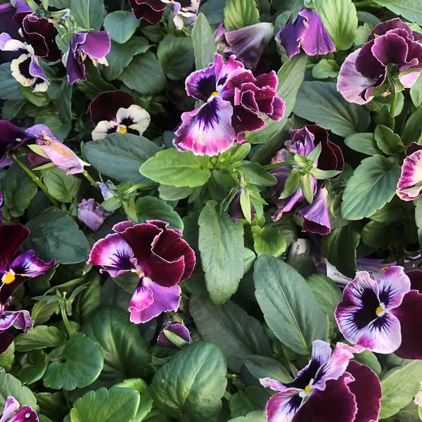 - Colourmaster - M.T.C. Perennials