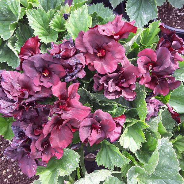 - Premier Perennials - M.T.C. Perennials