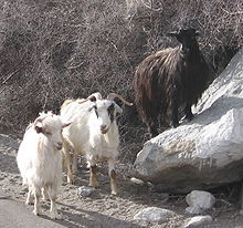 Pashmina goats
