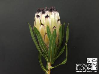 Protea Nerifolia Green