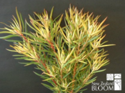 Leucadendron Brooks Red