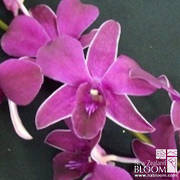 Dendrobium Red Ruby