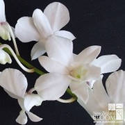 Dendrobium White Angel