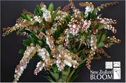 Pieris White flowering