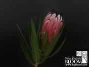 Protea Nerifolia Pink