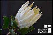 Protea King White