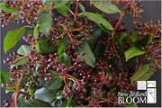 Viburnum Tinus Berries