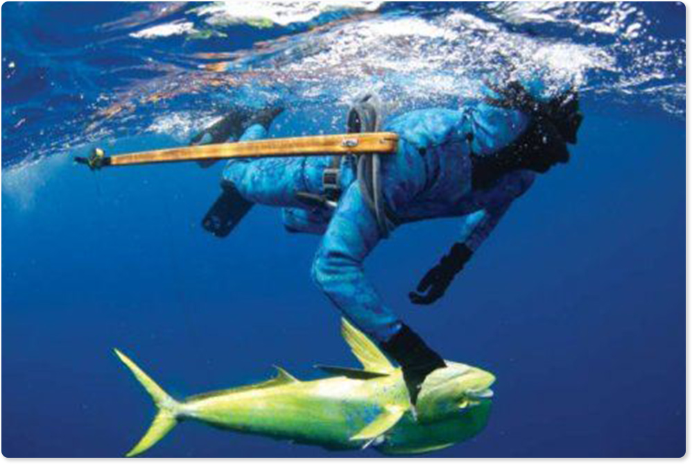 Spearfishing Basics