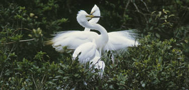 White Heron Sanctuary Tours & Accommodation