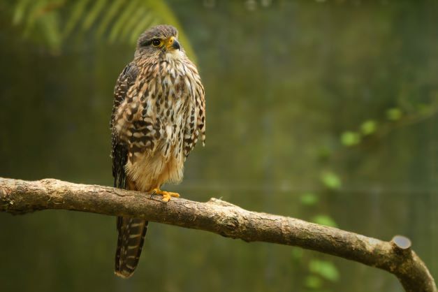 Falco Neozelandae small
