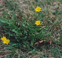 small yellow flower weed in lawn nz