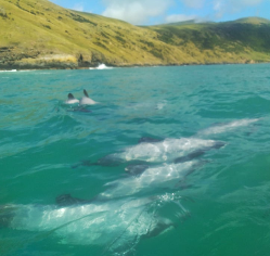 Hector Dolphins within Pohatu marine reserve swimming in formation