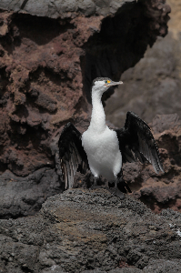 Pied cormorant spreading its wings to dry